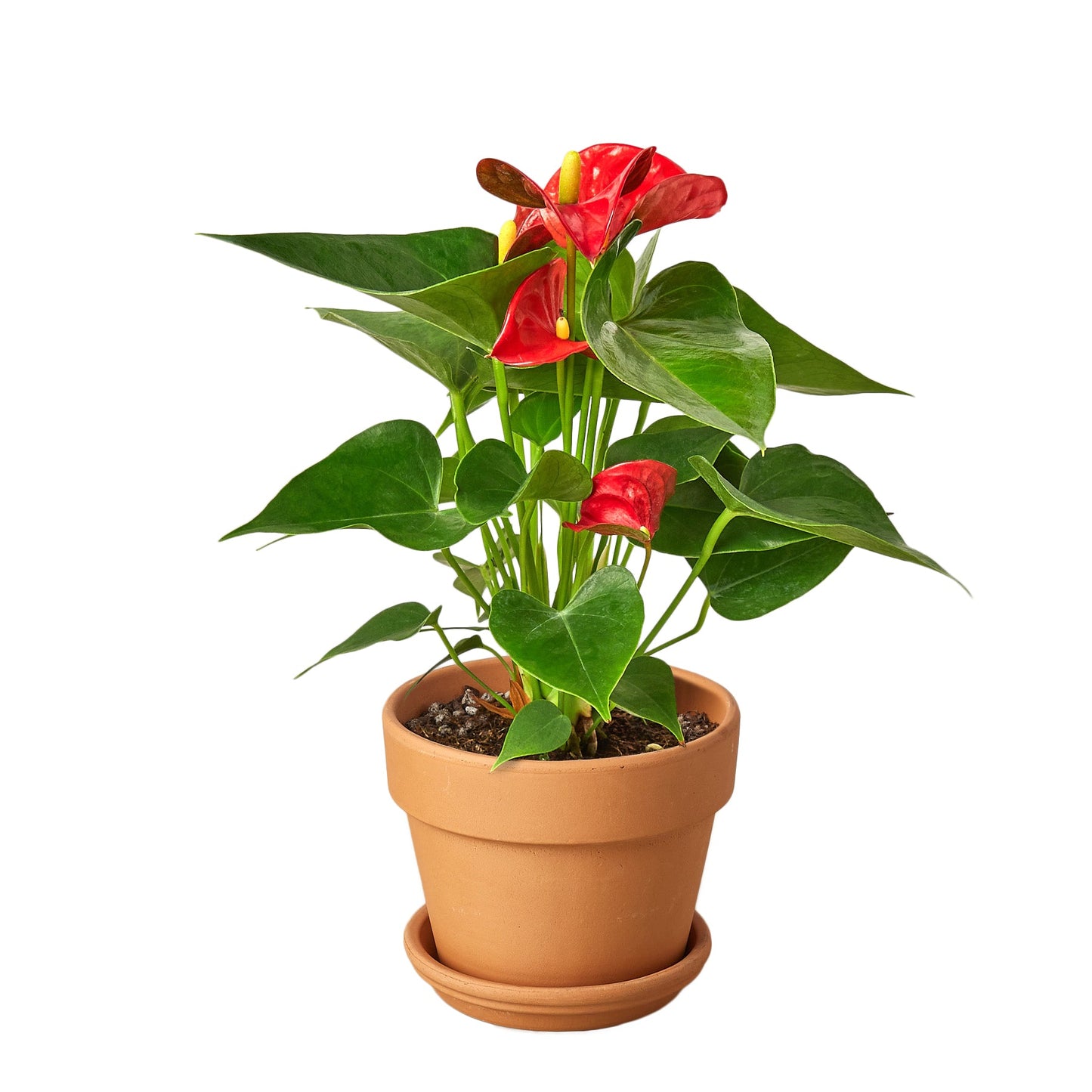 Anthurium Red Houseplant