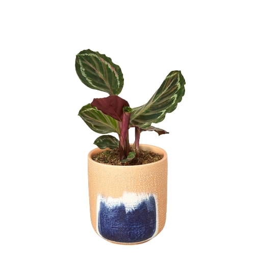 Peacock Plant for Home