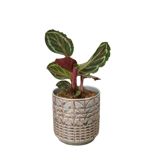 Peacock Plant for Home