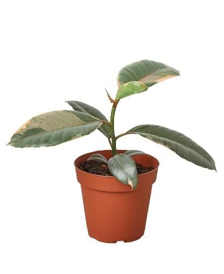 Ficus Elastica 'Rosa Rubí' - Maceta de 4"