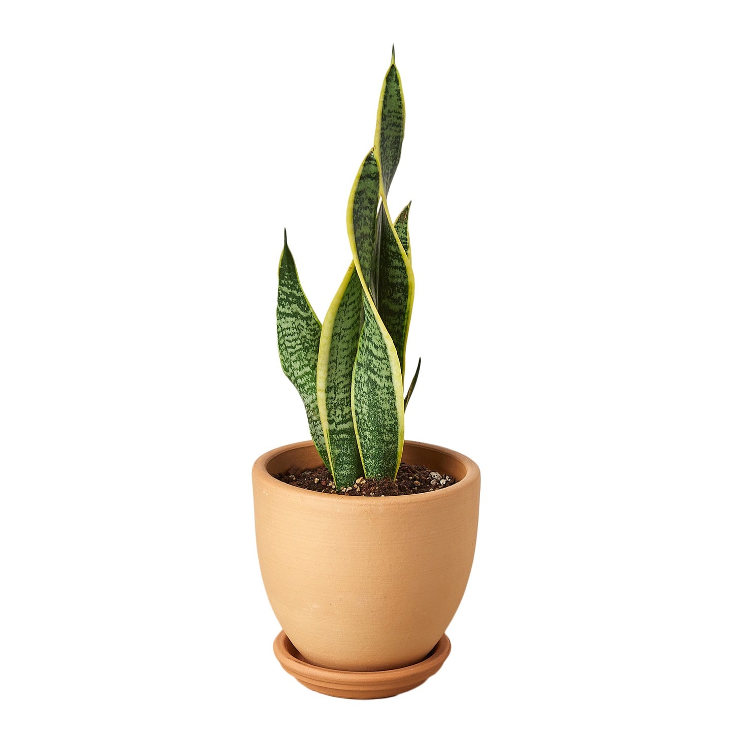 Snake Plant Laurentii