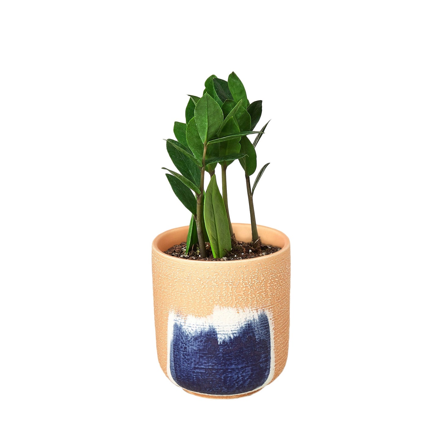 Zamioculcas Zamiifolia ZZ 