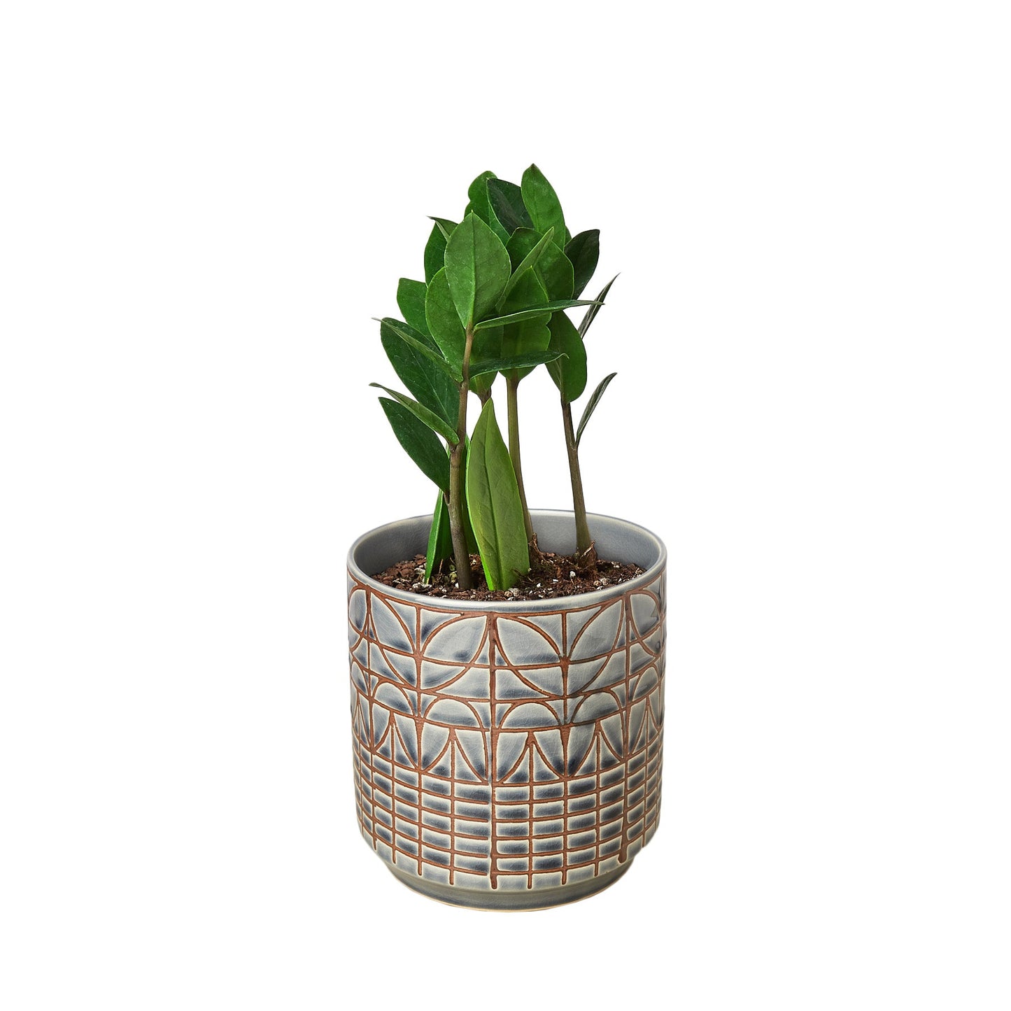 Zamioculcas Zamiifolia ZZ 