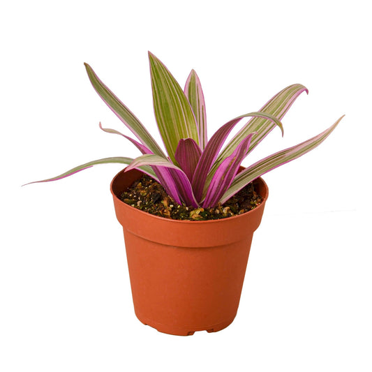 Planta de ostras 'Moisés en la cuna' 