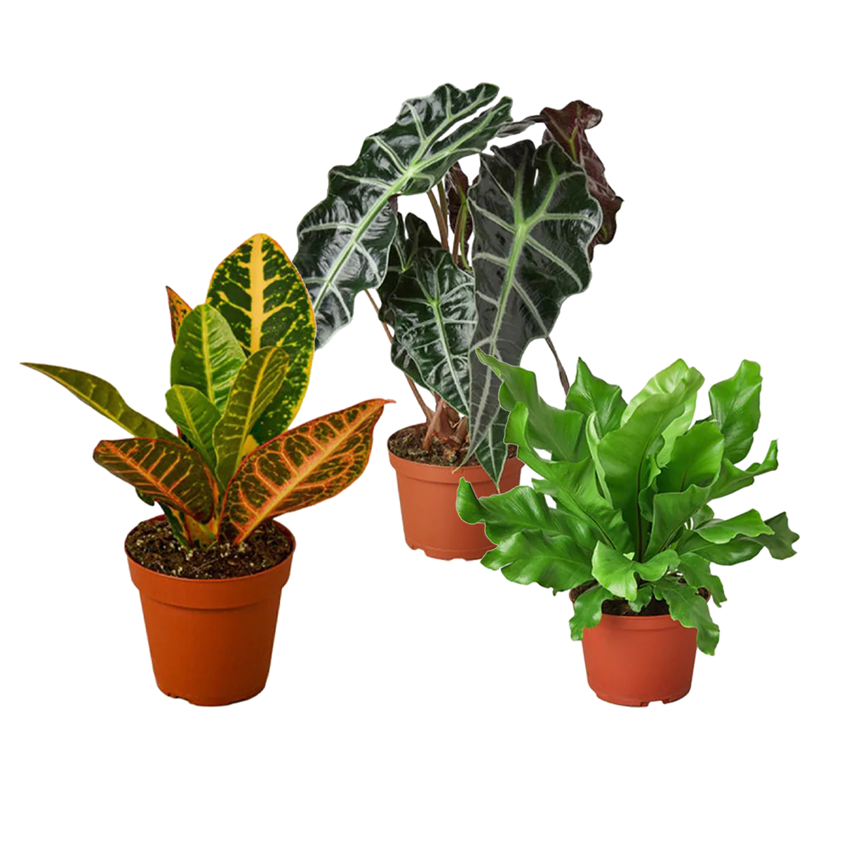 Exotic Plants Bundle