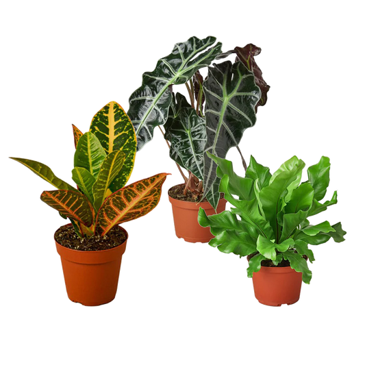 Advanced Houseplant Bundle- Houseplant Expert - 3 Pack