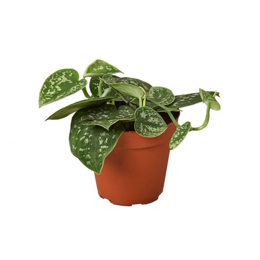 Pothos 'Satin' - Maceta de 4" - Planta de arrastre 