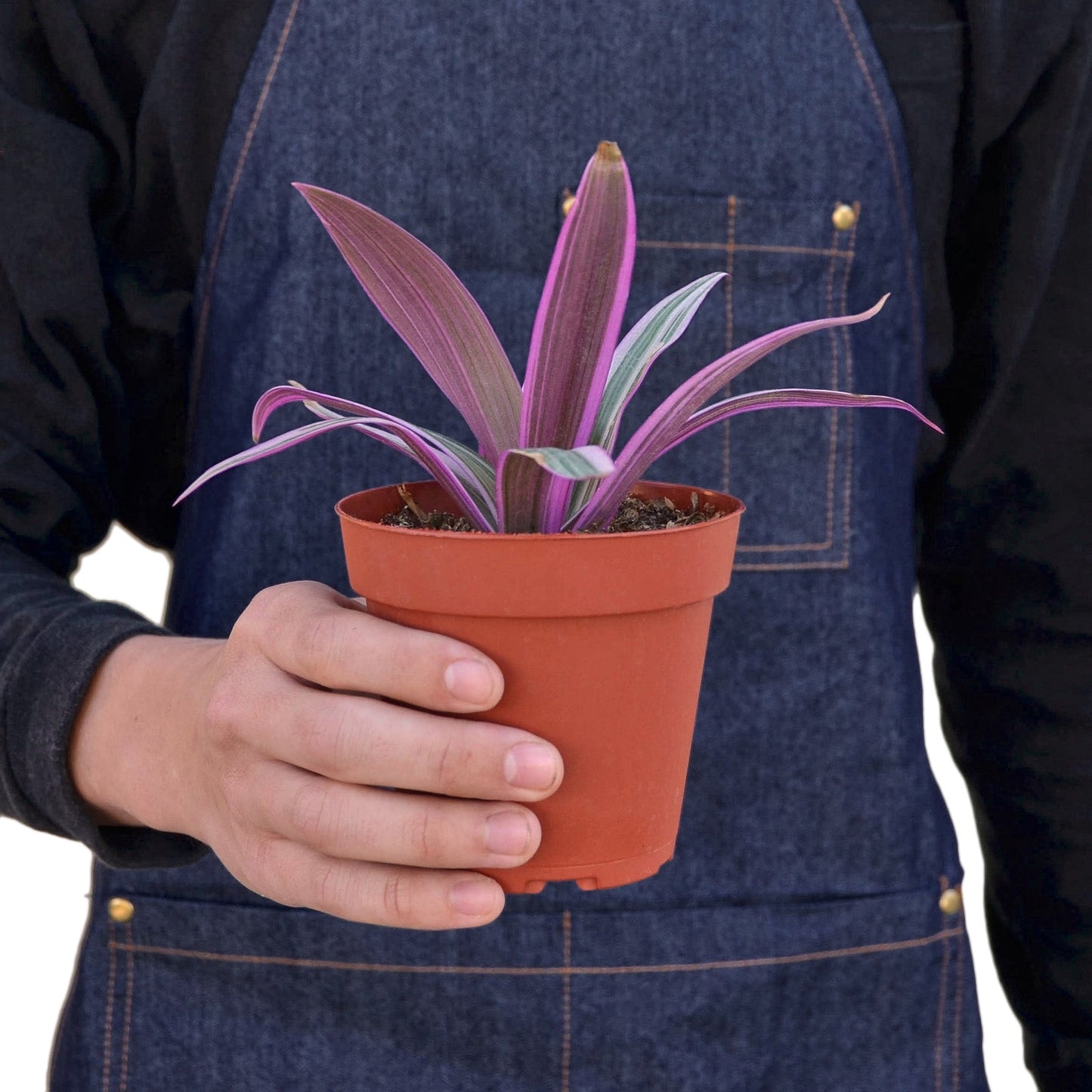 Planta de ostras 'Moisés en la cuna' 