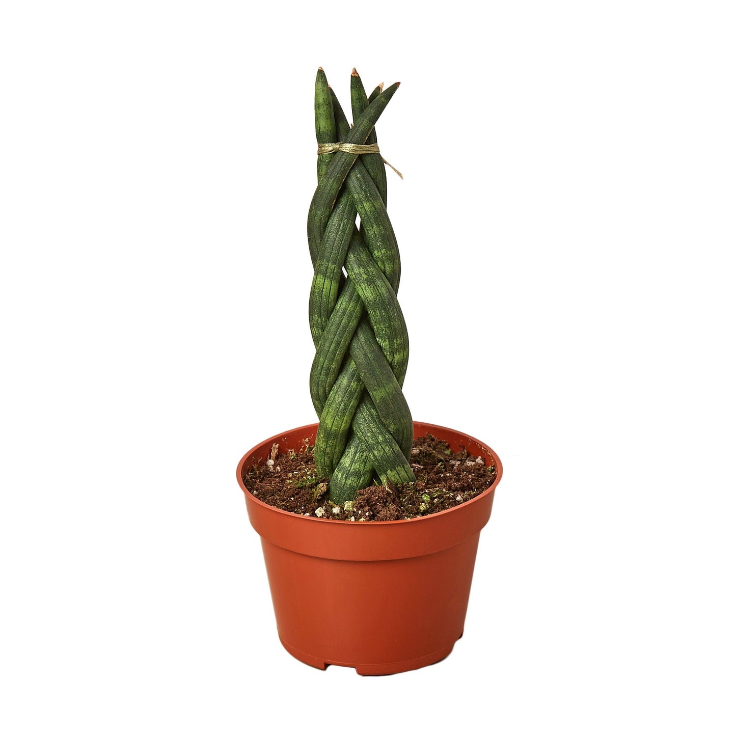 Planta Serpiente Trenzada