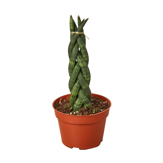 Planta Serpiente Trenzada