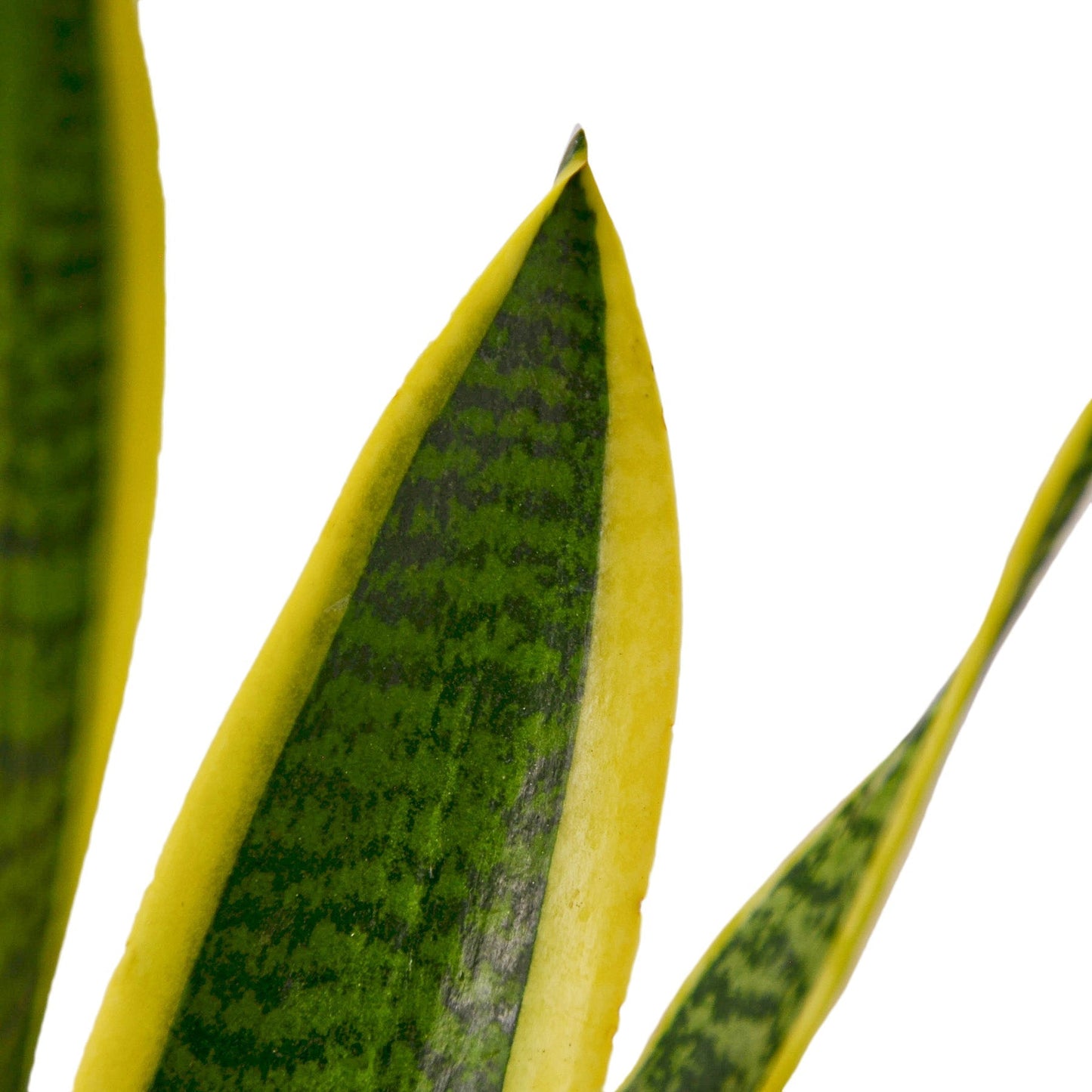 Planta Serpiente Laurentii - Maceta de 4" - Bajo Mantenimiento