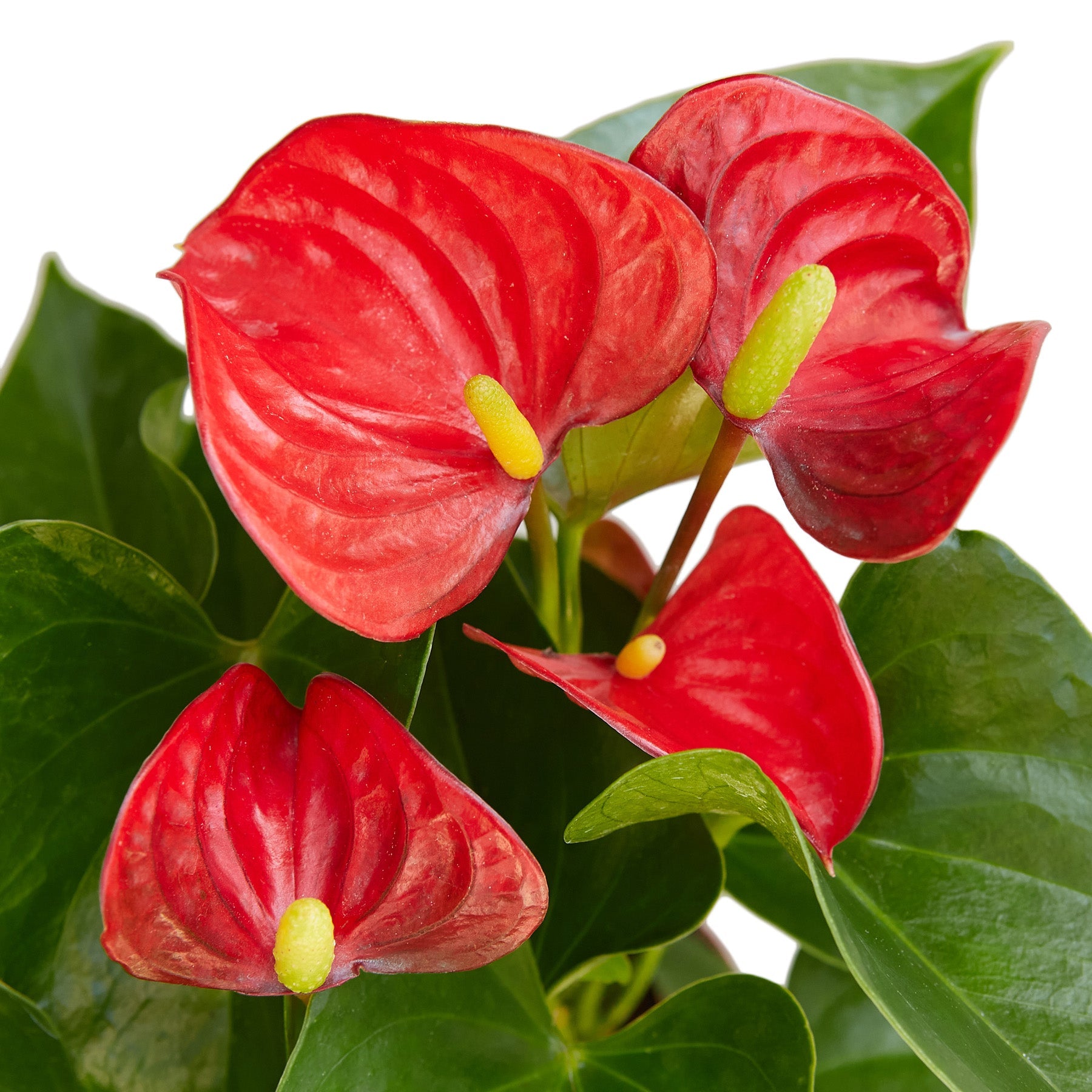 Anthurium Red Houseplant