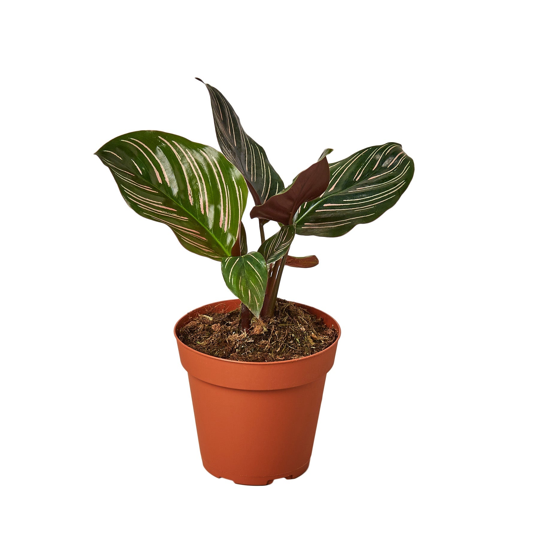 Peacock Plant Calathea