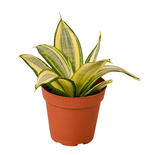 Snake Plant Gold Hahnii -