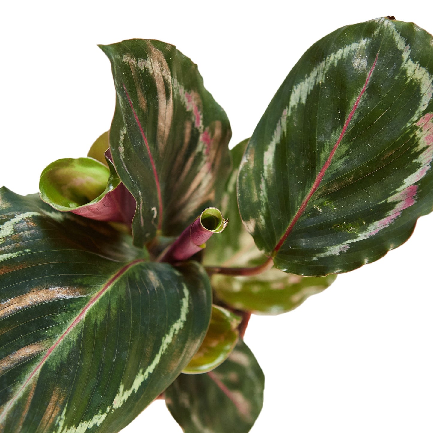 Peacock Plant for Home