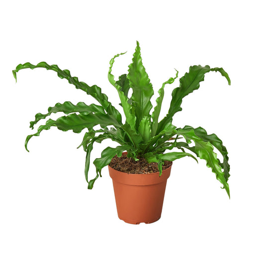 Tropical Asplenium Antiquum