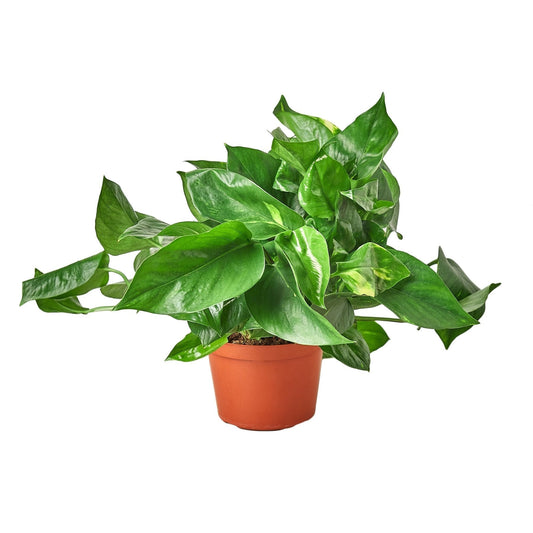 Pothos 'Golden' - Maceta de 6" - Bajo mantenimiento