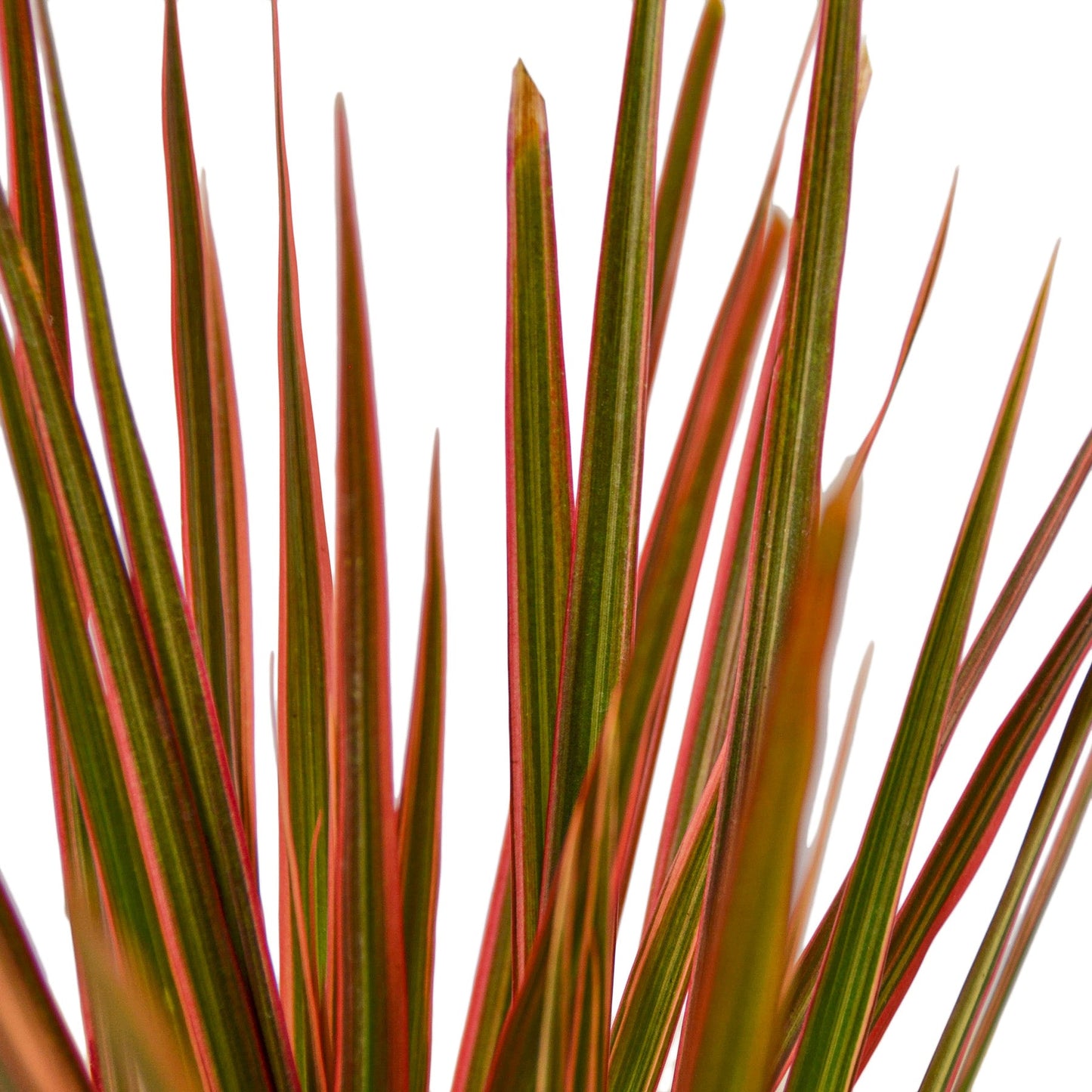 Dracena 'Colorama' 
