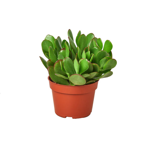 Suculenta de jade