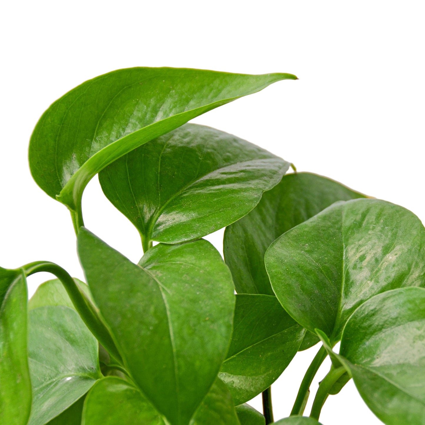 Potos 'Reina Verde'