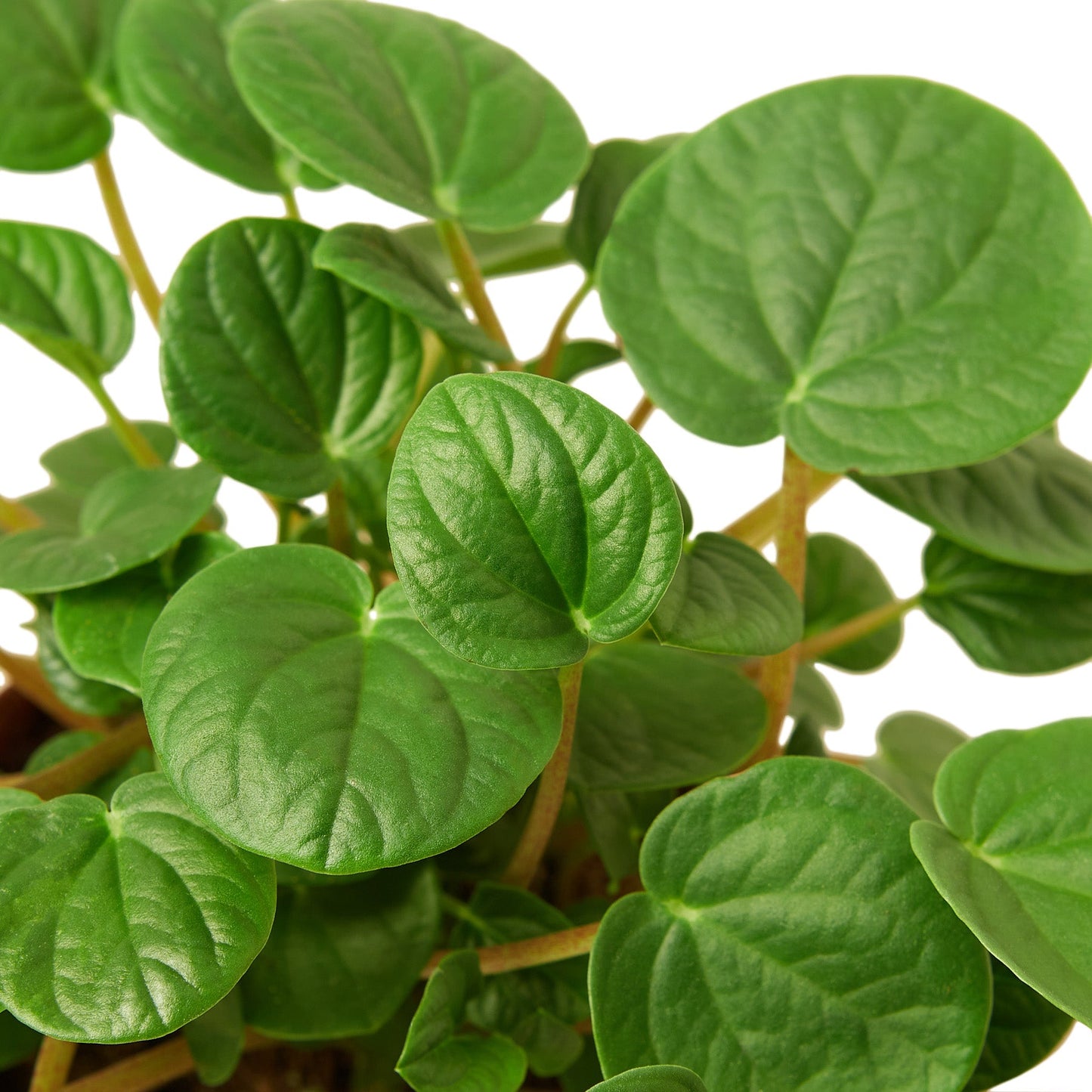 Peperomia 'Rana Verde' 