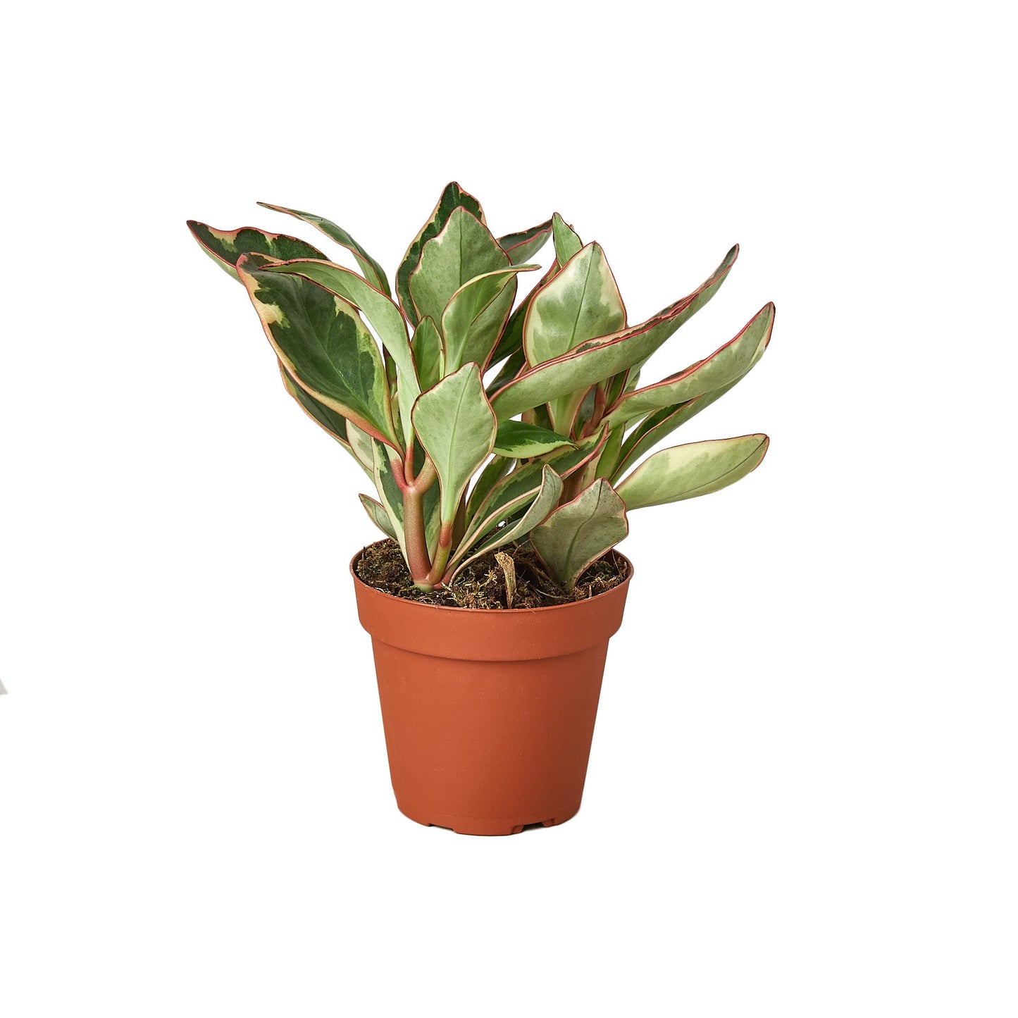 Peperomia 'Ginny' 