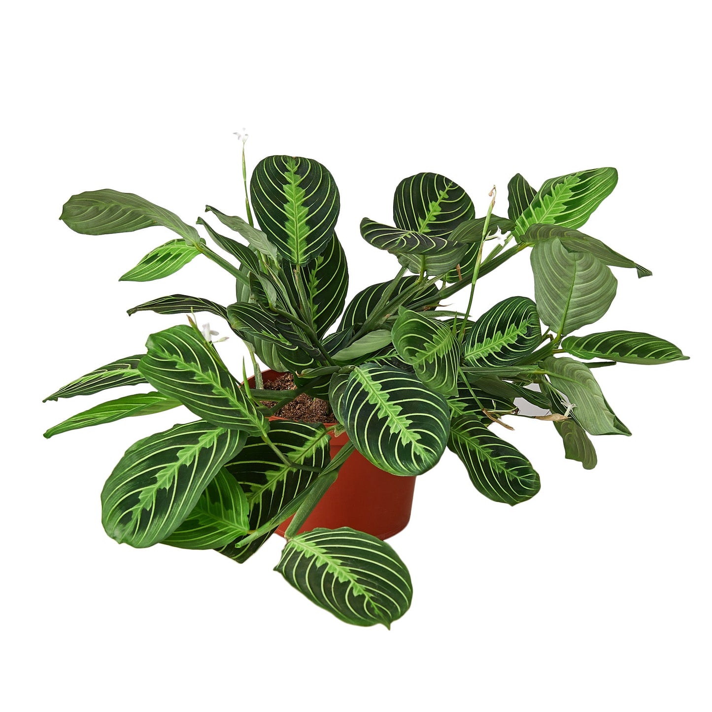 Maranta 'Lima Limón' 