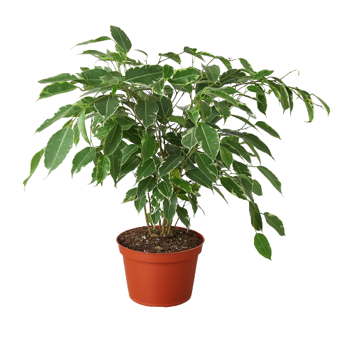 Ficus 'Breeze' - Maceta de 6" 
