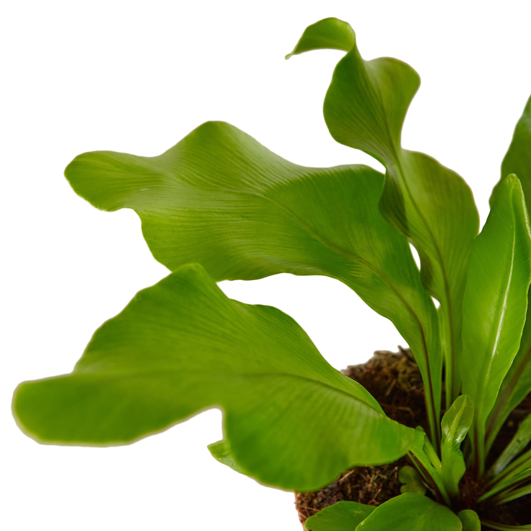 Bird's-Nest Nidus Fern
