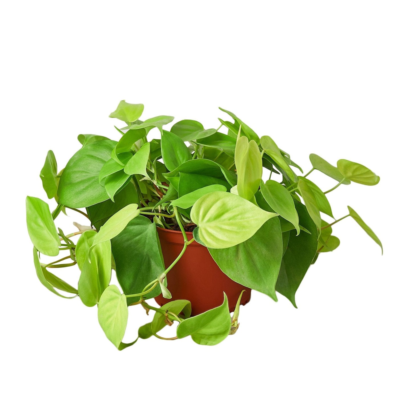 Philodendron 'Neon' - Maceta de 4" - Bajo mantenimiento