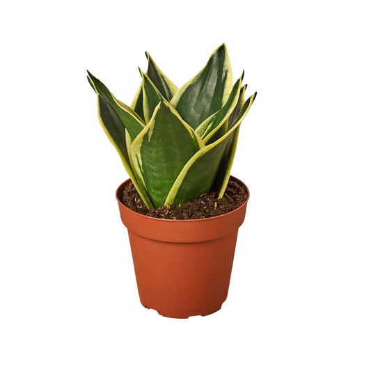 Planta Serpiente Oro Negro