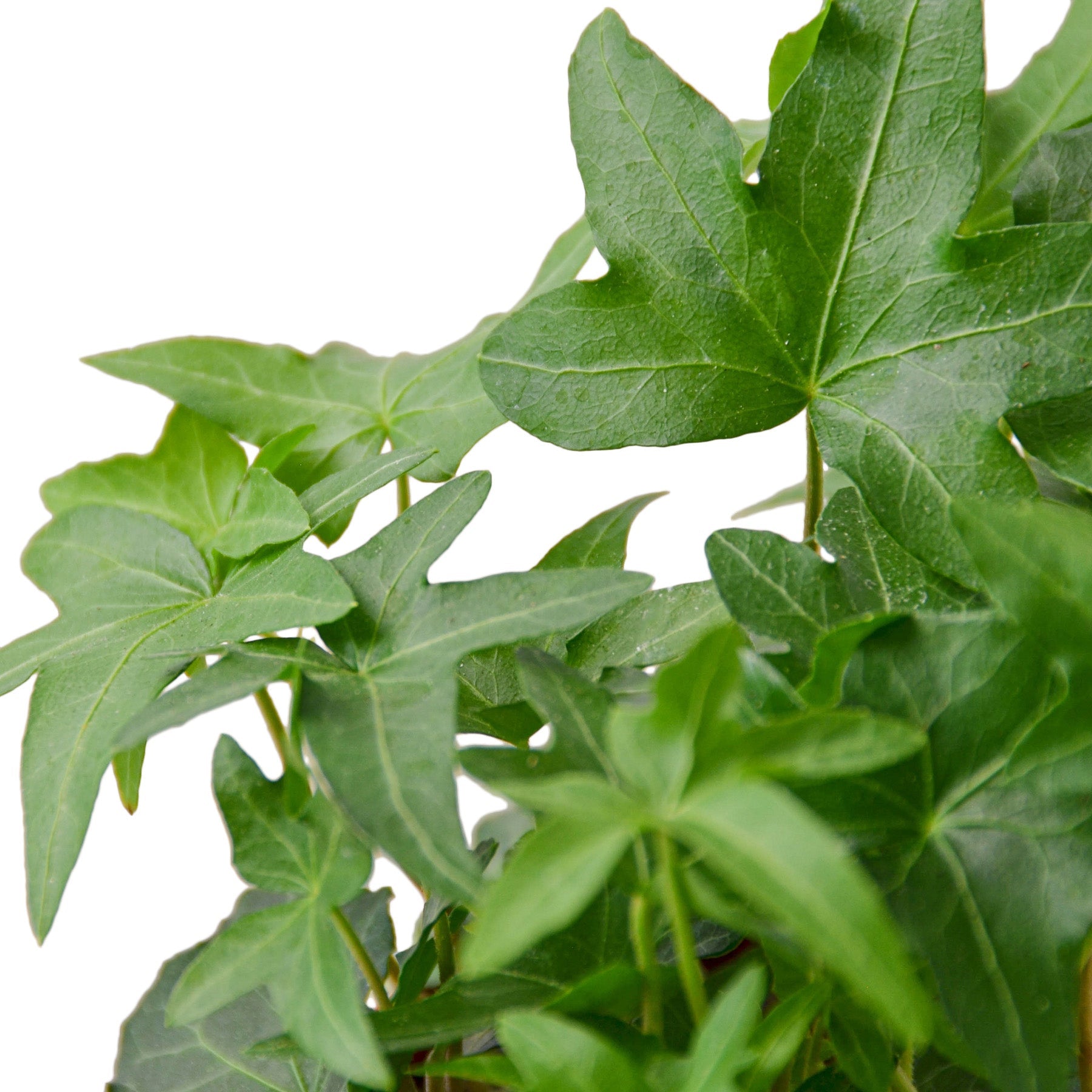 English Ivy Variety Pack