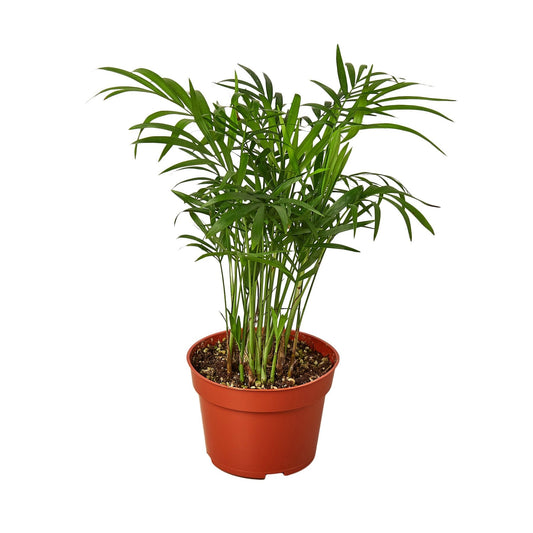Palmera de salón - Maceta de 4" 